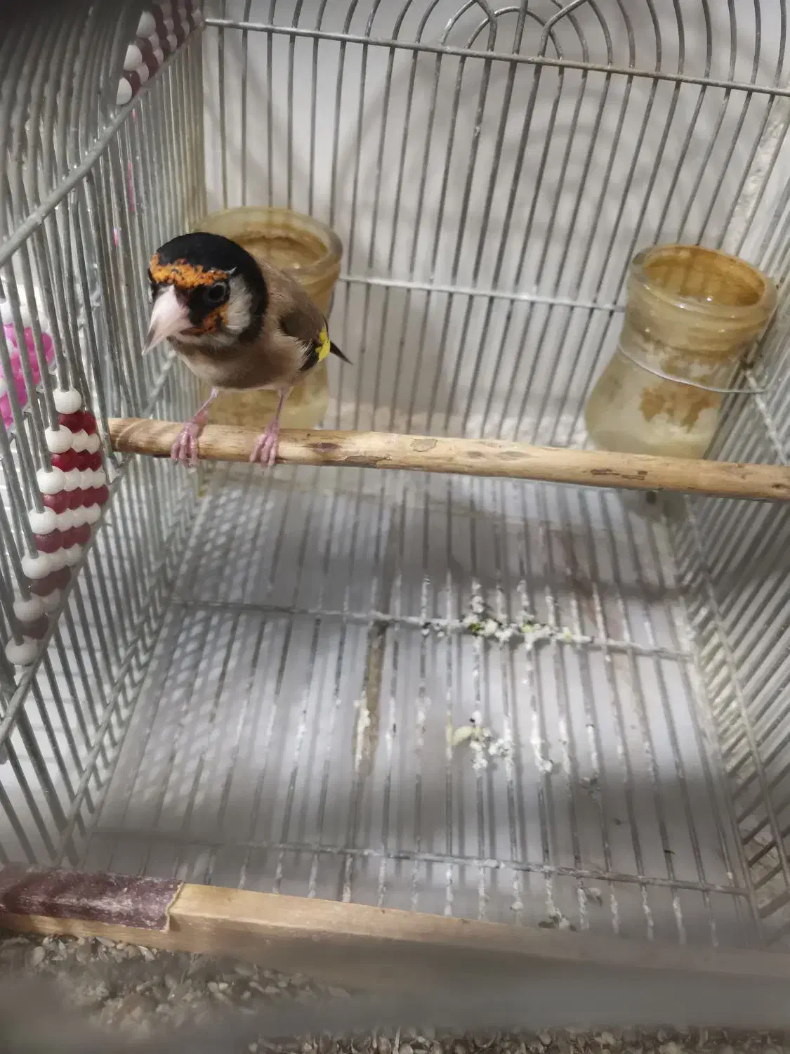 سهره زاغ|پرنده|شیراز, پودنک|دیوار