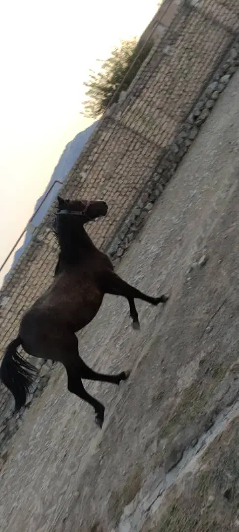 اسب|اسب و تجهیزات اسبسواری|خرمآباد, |دیوار