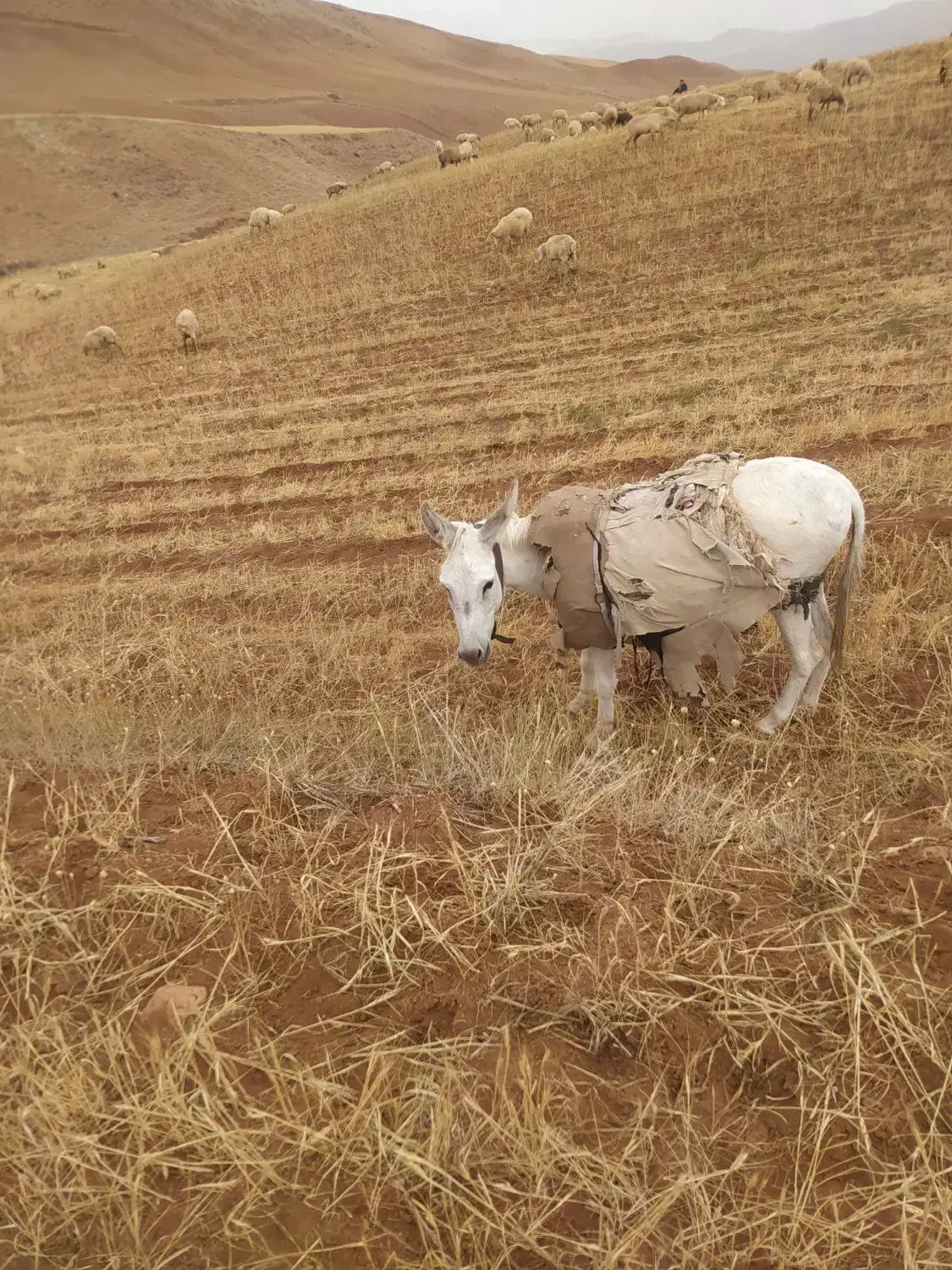 خر الاغ|حیوانات مزرعه|بجنورد, |دیوار