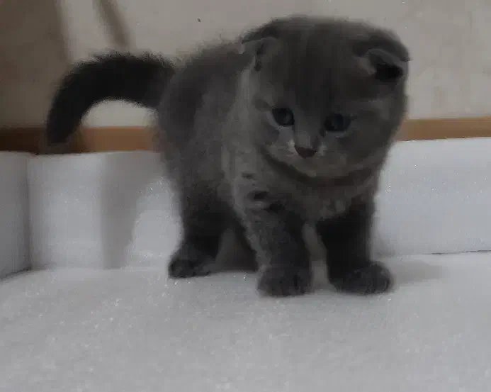 اسکاتیش بلو فولد|گربه|کرمان, |دیوار