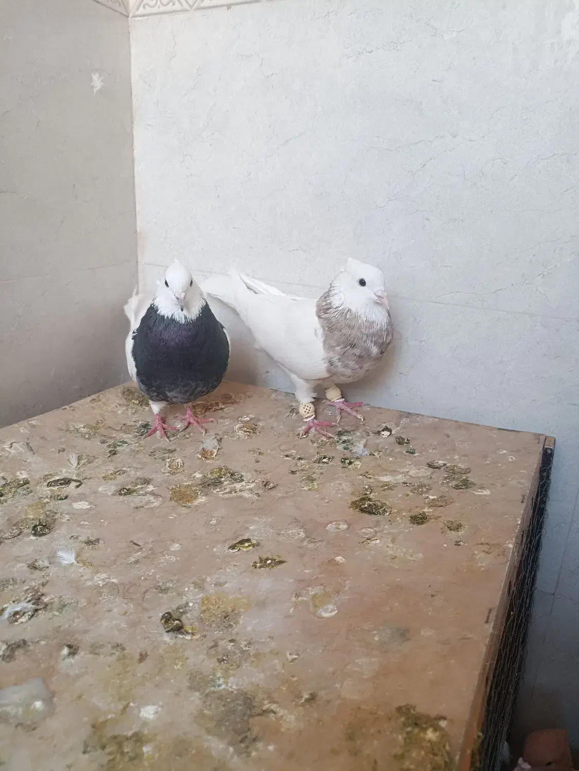 طوقی شازده آجری|پرنده|شیراز, شهرک رضوان|دیوار