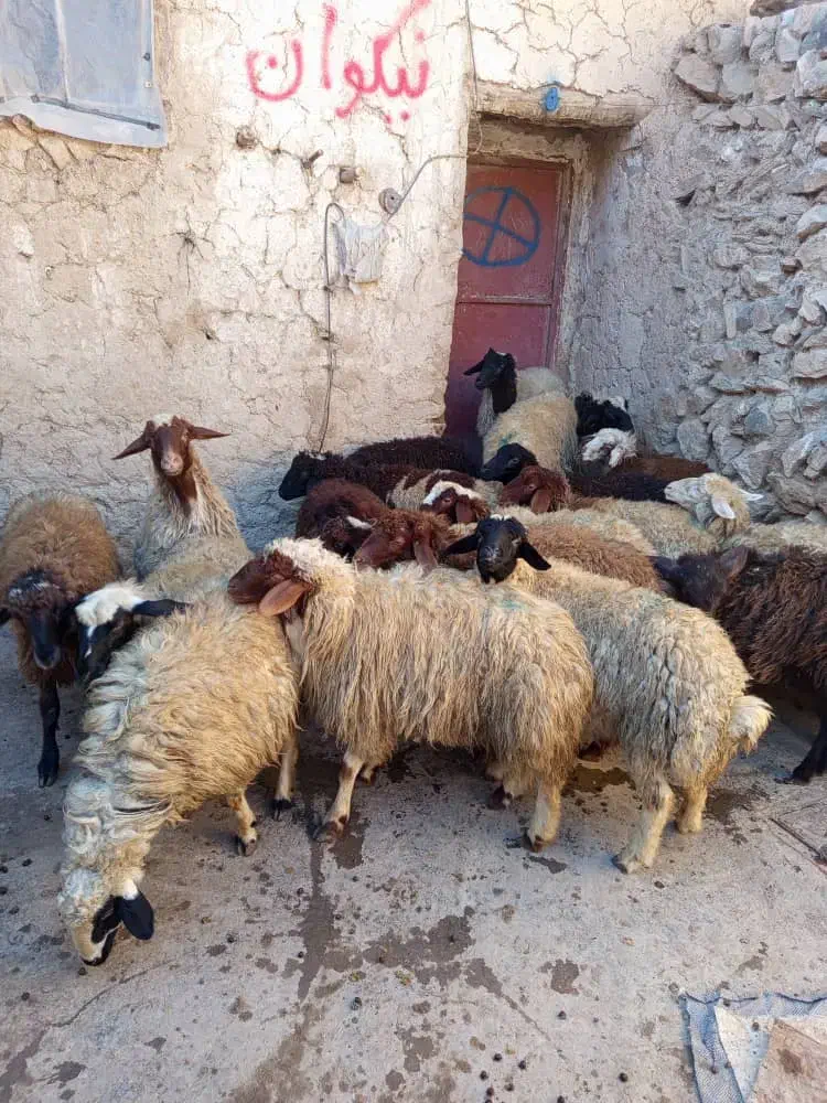 گوسفند|حیوانات مزرعه|امام, |دیوار