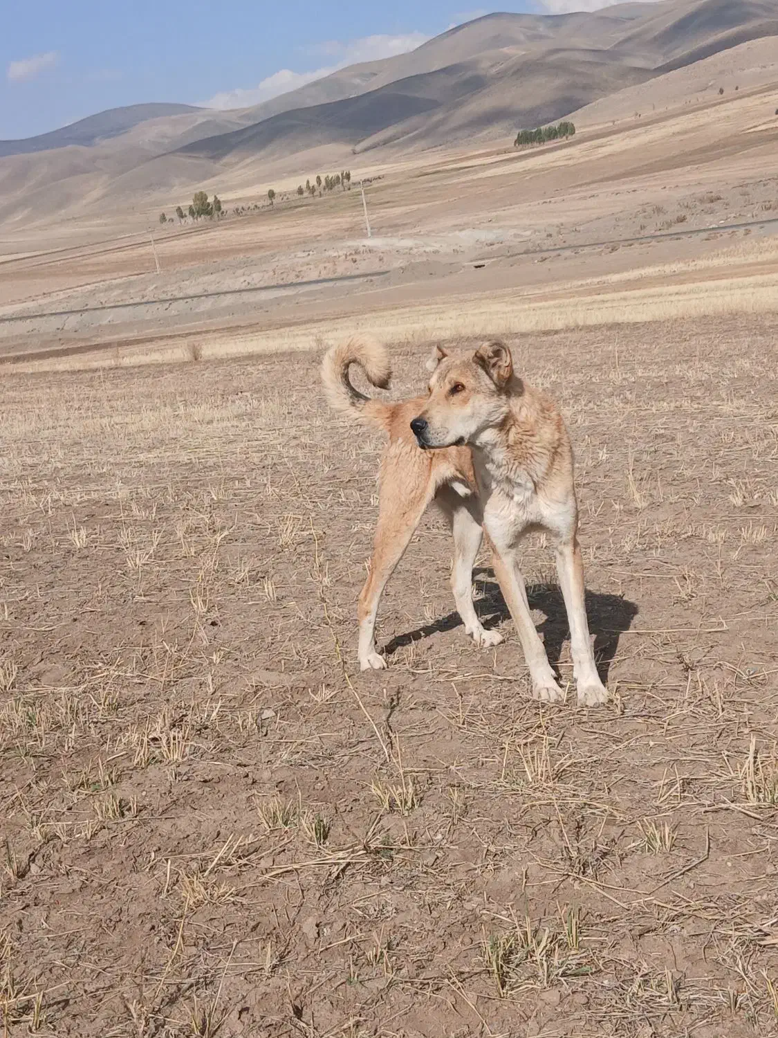 سگ سراب|سگ|خوی, |دیوار