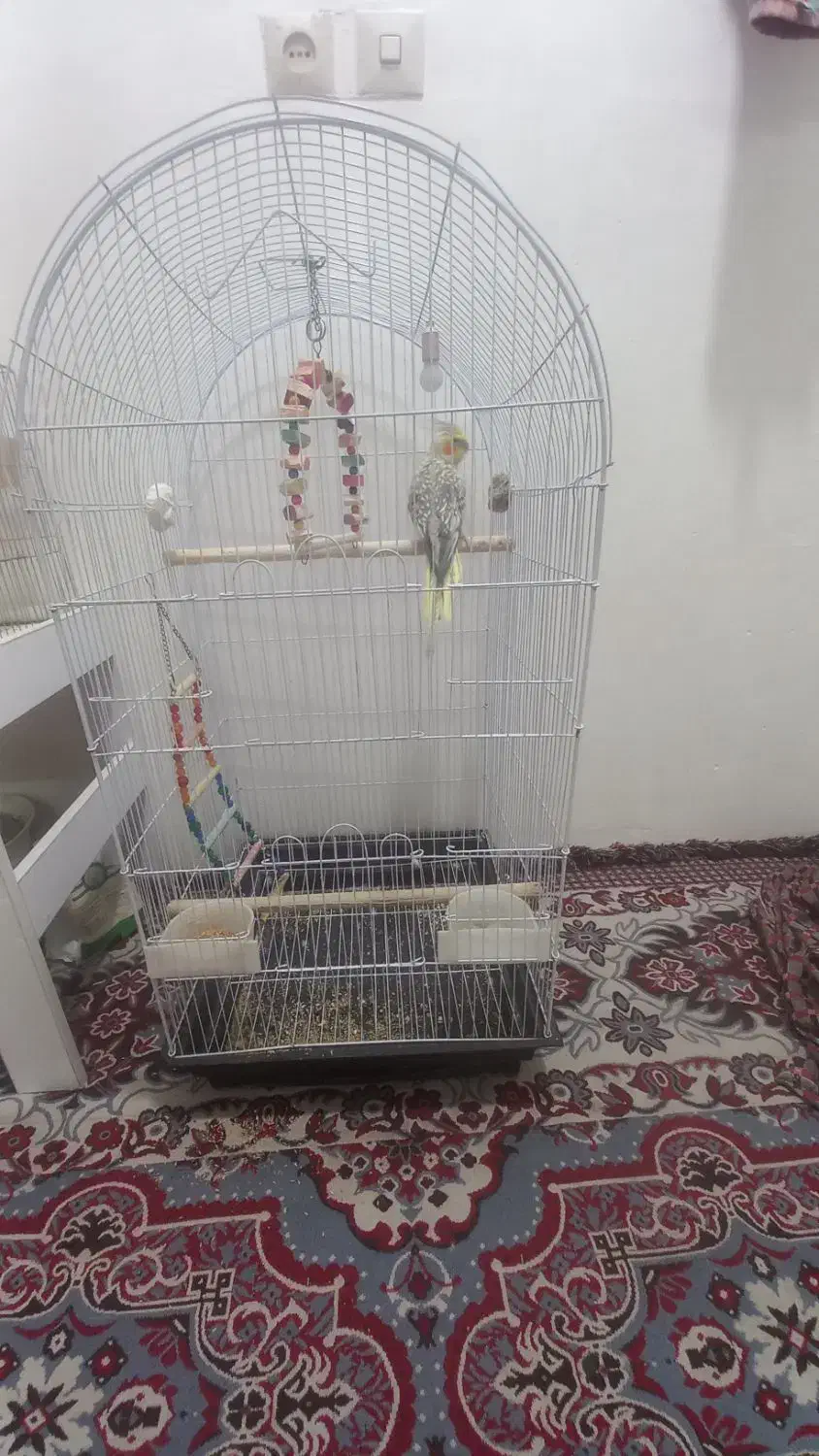 عروس هلندی|پرنده|قرچک, زیبا شهر|دیوار