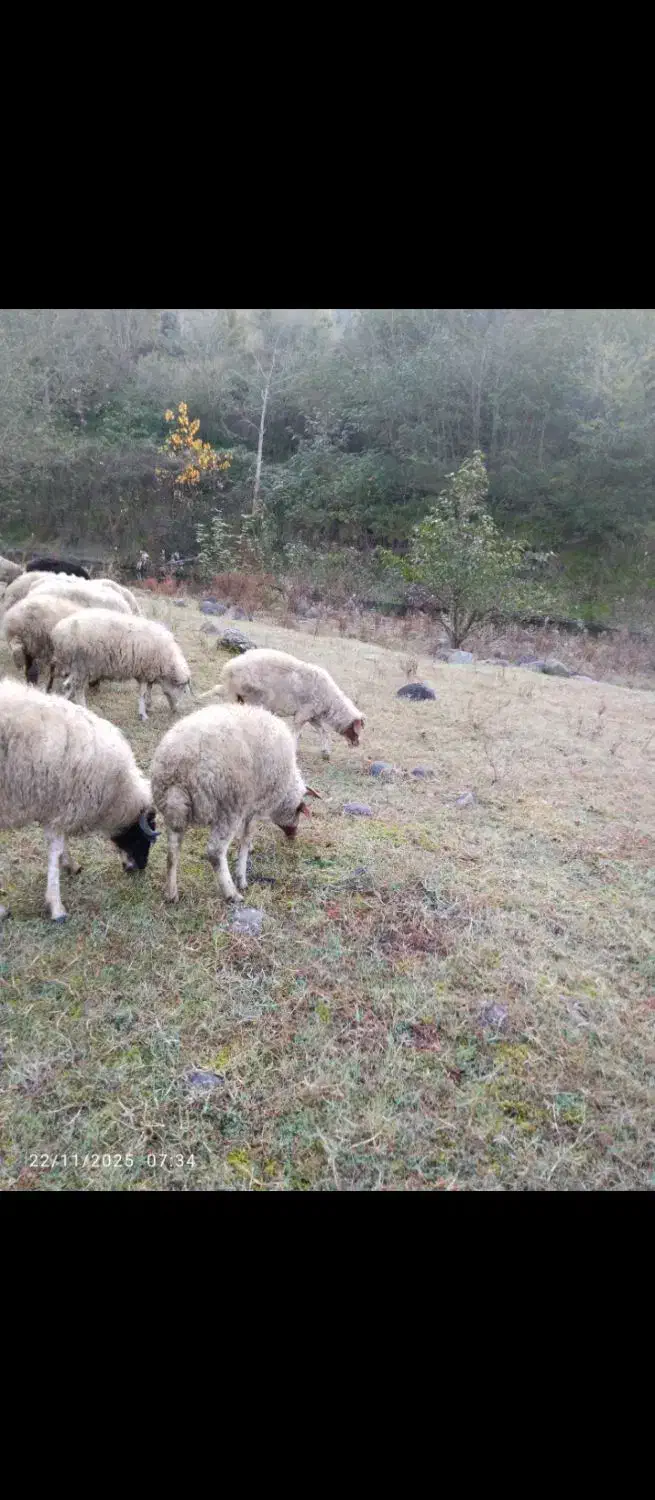 گوسفند نر|حیوانات مزرعه|اطاقور, |دیوار