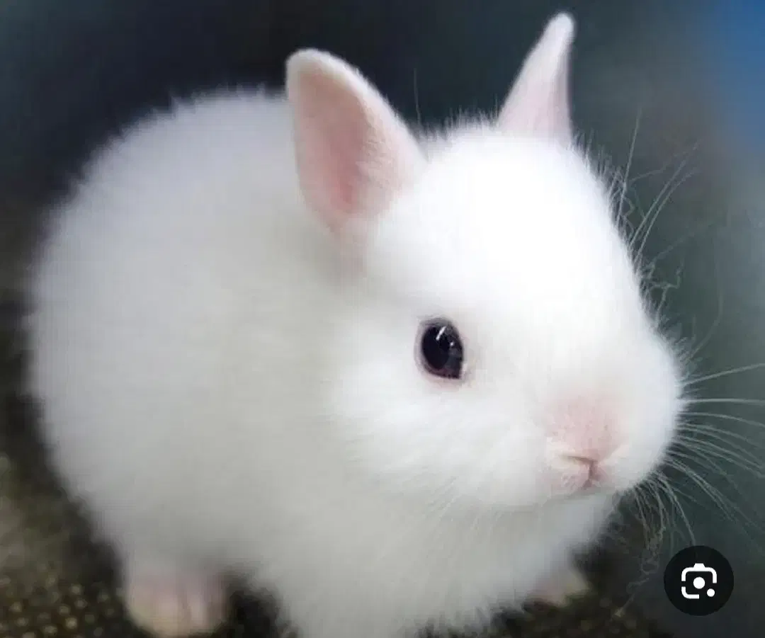 موش درختی|موش و خرگوش|پاوه, |دیوار