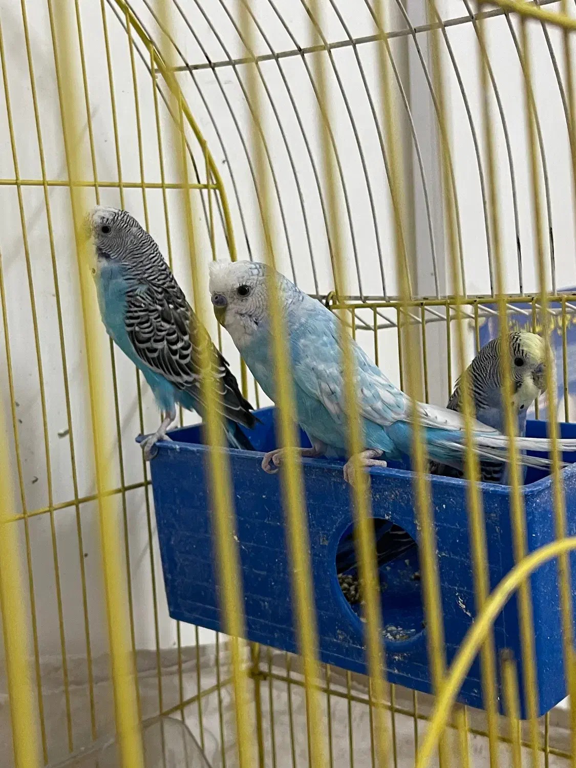 ۳عدد مرغ عشق فروشی|پرنده|ایرانشهر, |دیوار