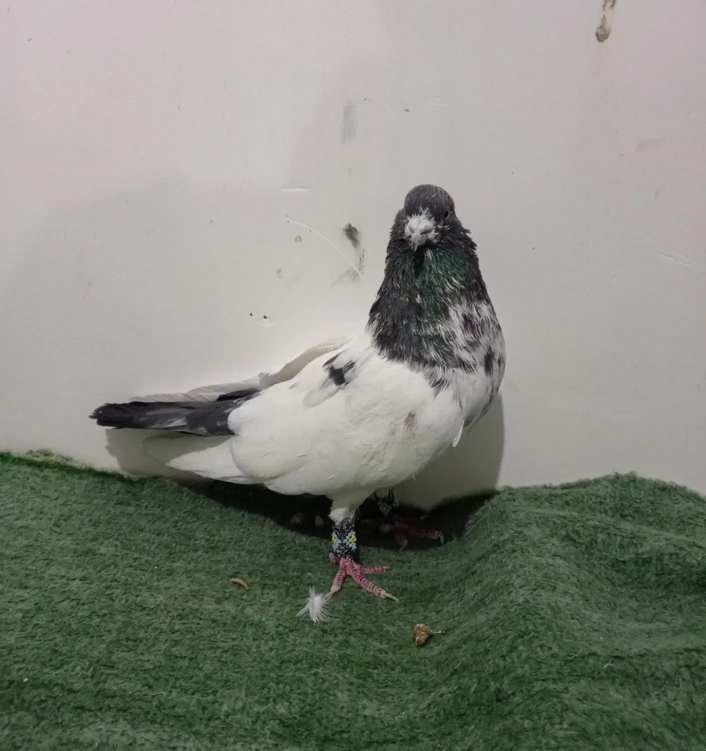 کبوتر|پرنده|رزن, |دیوار