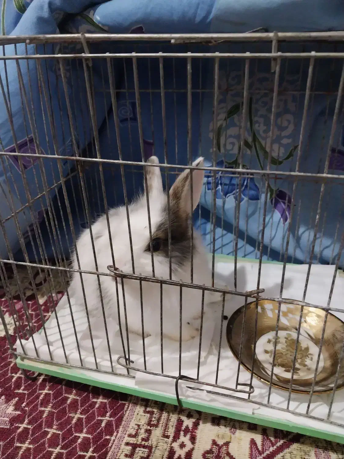 خرگوش با قفس|موش و خرگوش|تاکستان, |دیوار