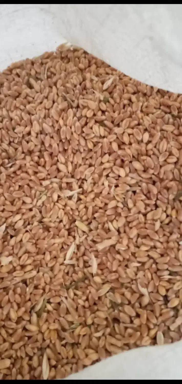 گندم آبی پیشگام بذری فقط ۲۴۰۰۰|خدمات باغبانی و درختکاری|جاپلق, |دیوار