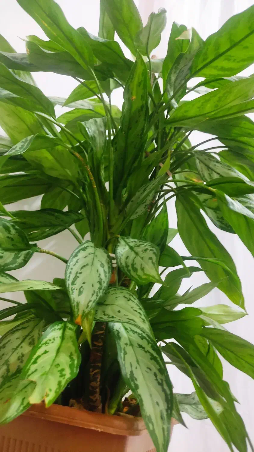 گل آگلونما|گل و گیاه طبیعی|بانه, |دیوار