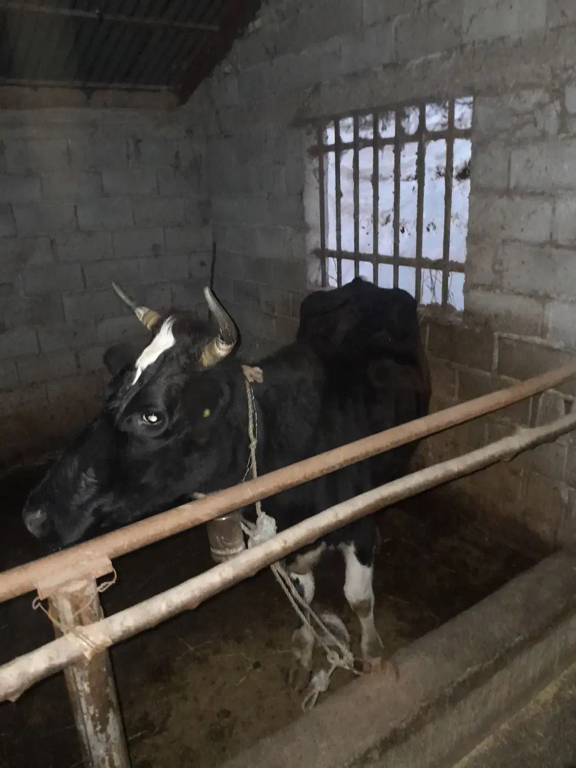 دو راس گاو محلی|حیوانات مزرعه|ایزدشهر, |دیوار