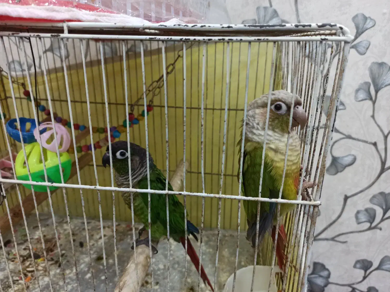 فروش پرنده گرنچینک|پرنده|بندر ماهشهر, |دیوار