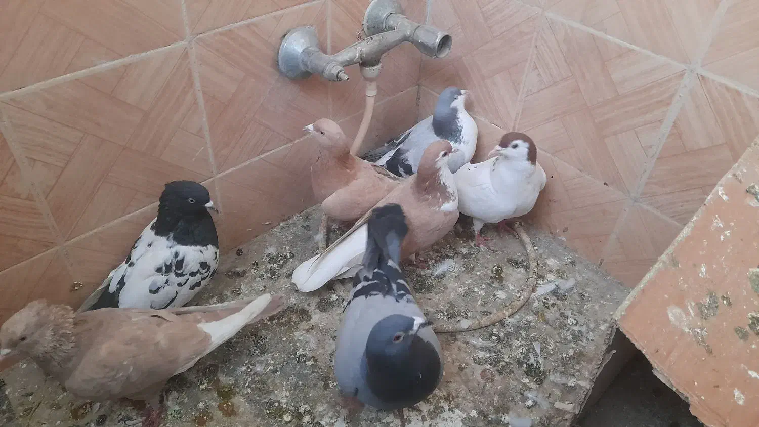 تعداد ۱۰تا کفتر|حیوانات|مشهد, فاطمیه|دیوار