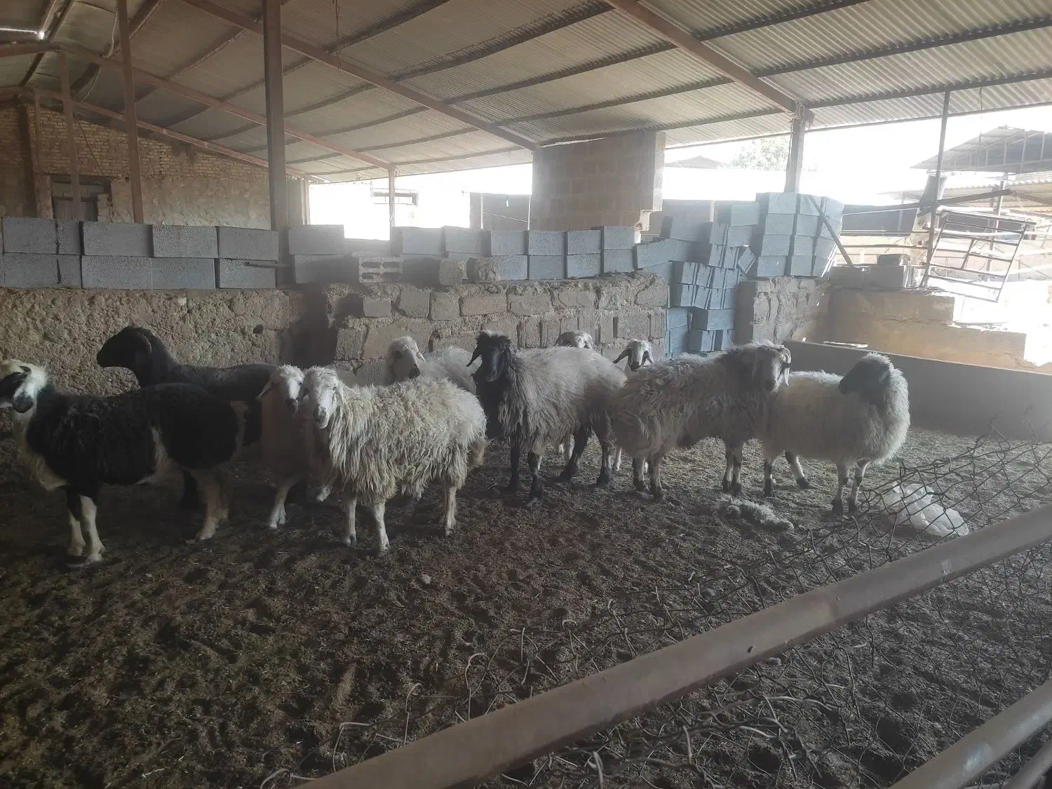 فروش تعدادی میش و بز سانن|حیوانات مزرعه|زرقان, |دیوار