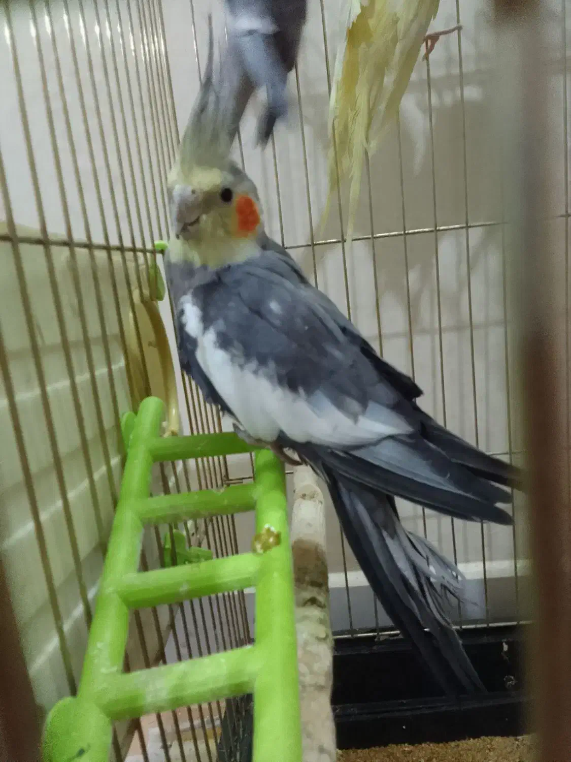 طوطی|پرنده|جلفا, |دیوار