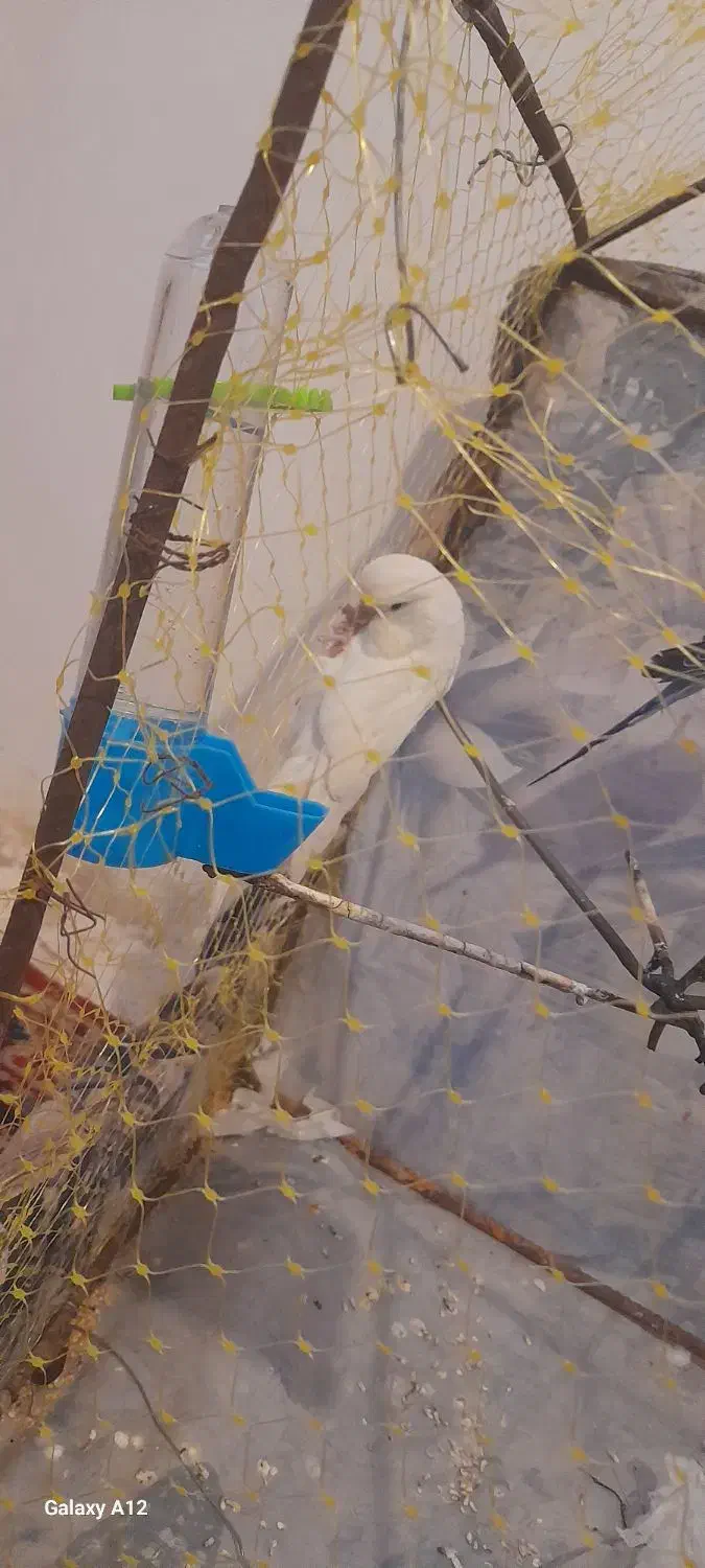 مرغ عشق|پرنده|ابهر, |دیوار