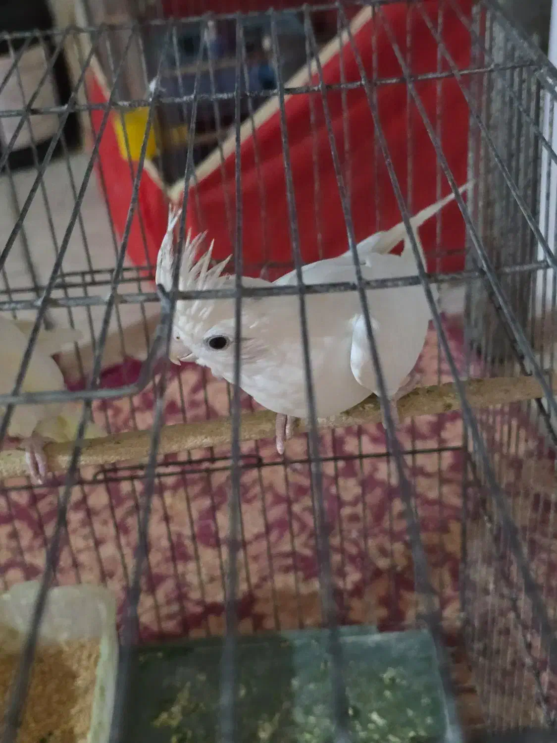 عروس هلندی|پرنده|یزد, |دیوار