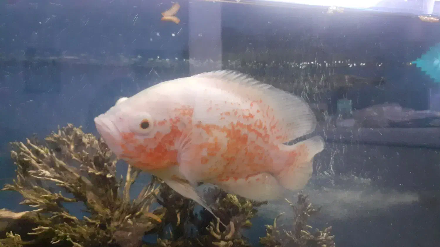 ماهی اسکار|ماهی|کهریزک, |دیوار