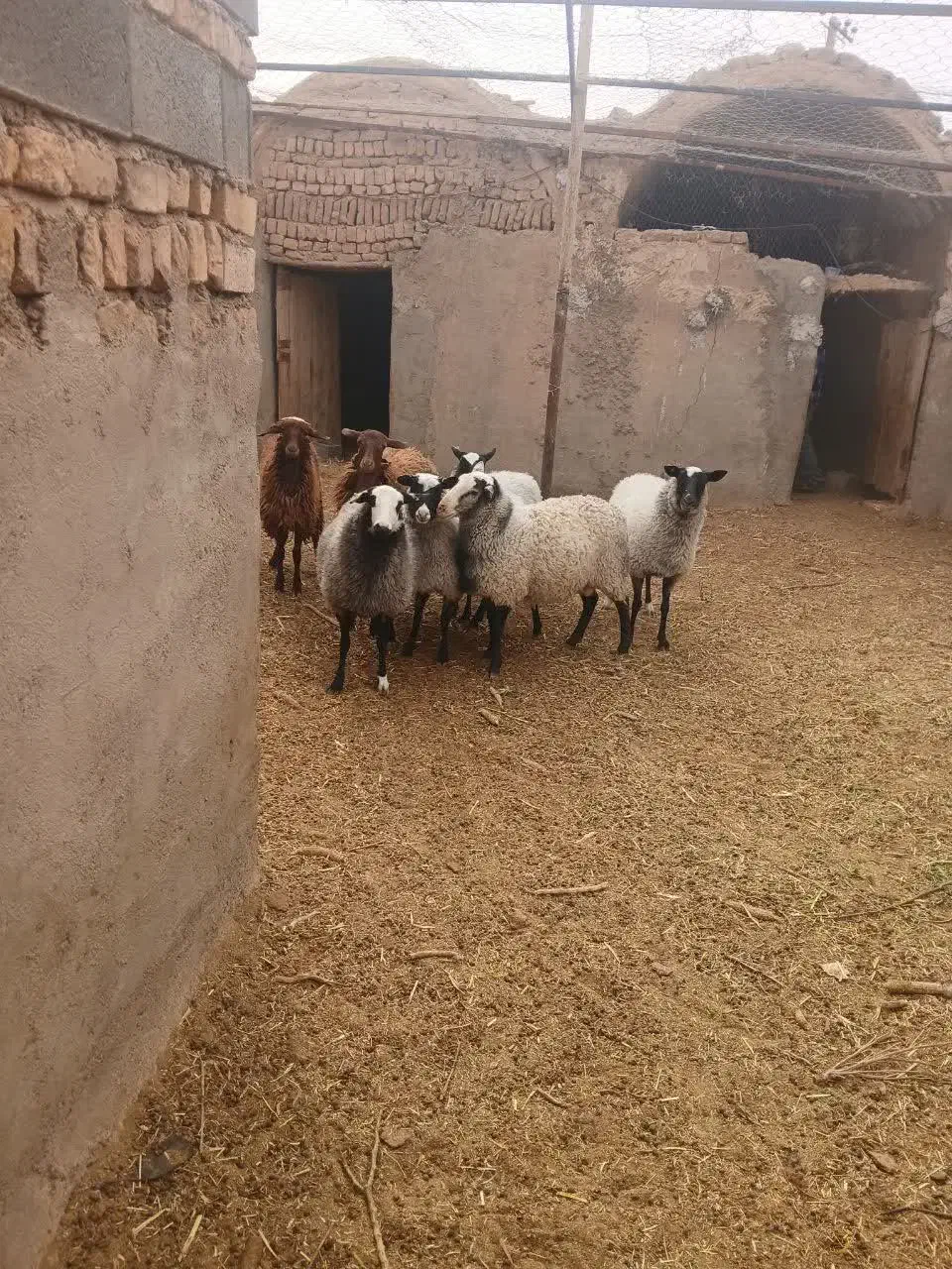 فروش بره ماده و نر رومانو|حیوانات مزرعه|بادرود, |دیوار