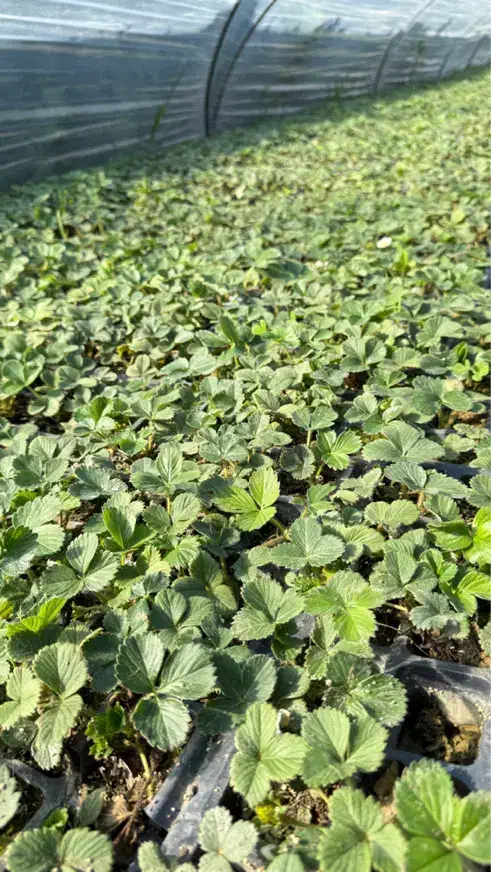 نشا|گل و گیاه طبیعی|ساری, |دیوار
