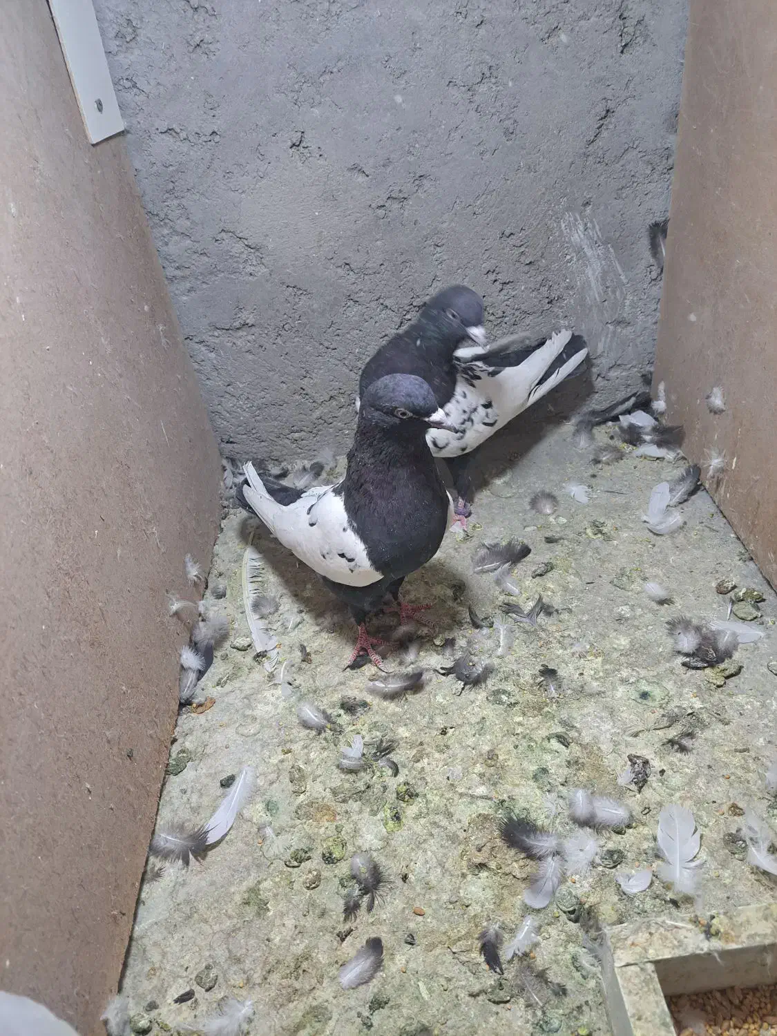 ۴ جفت سینه ای|پرنده|کرمان, |دیوار