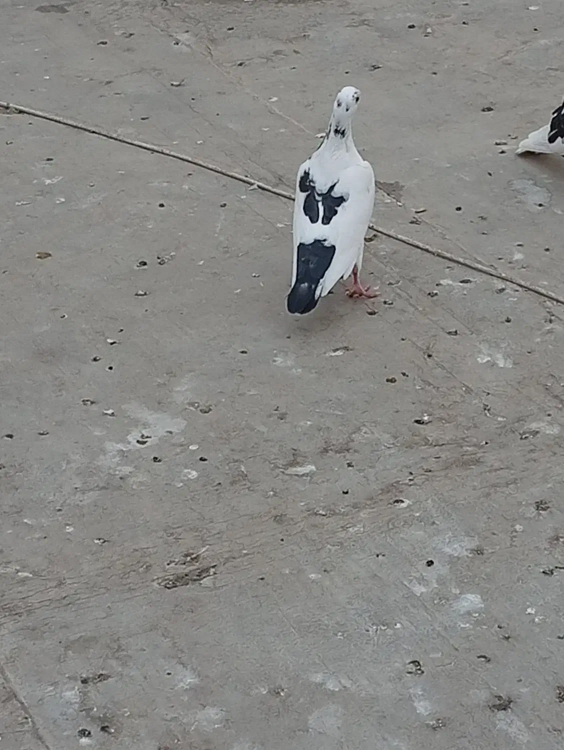 کفتر پلنگی|پرنده|گنبد کاووس, |دیوار