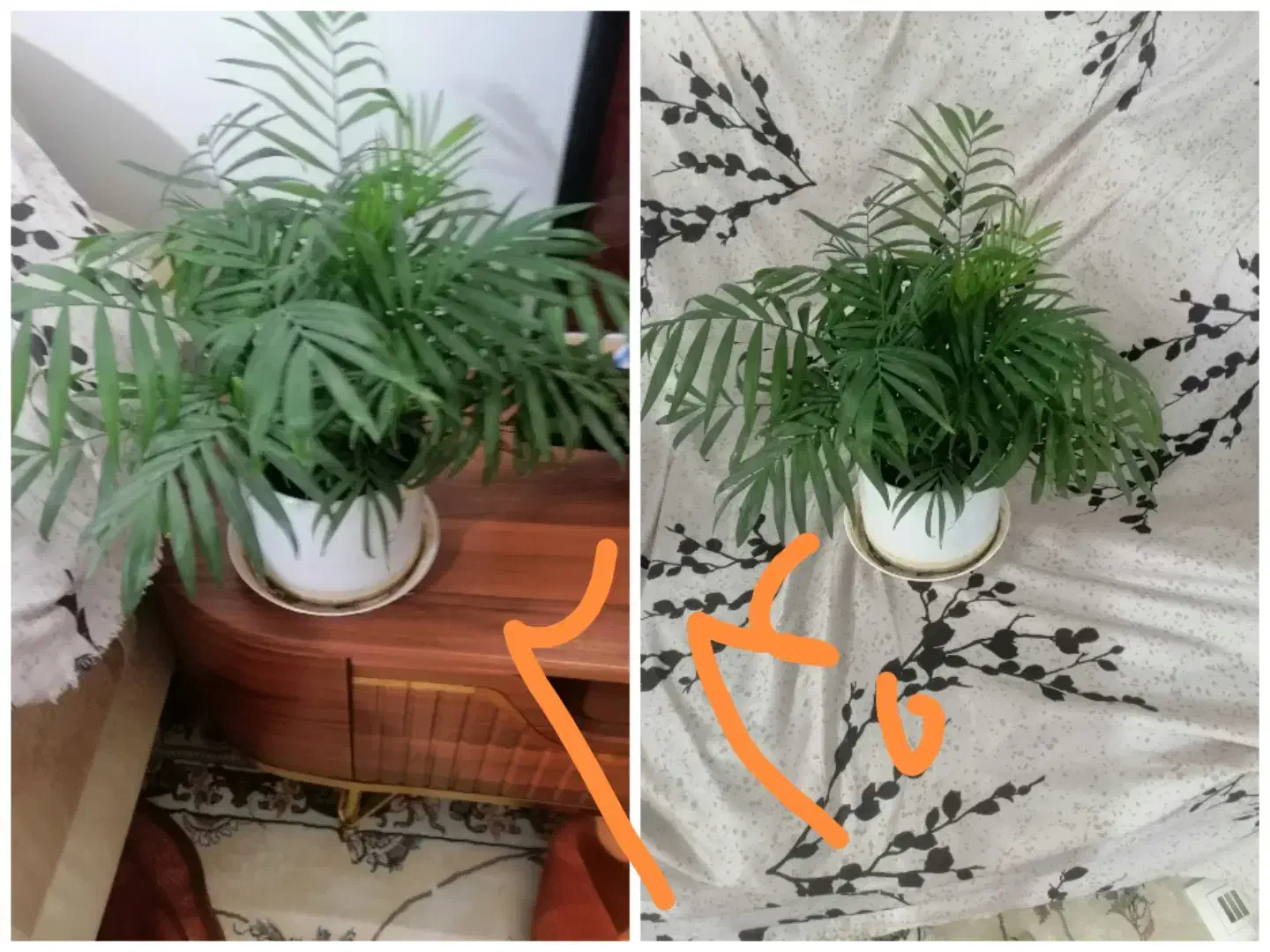 گل،بهترین هدیه روز مادر|گل و گیاه طبیعی|نیشابور, بزرگمهر|دیوار