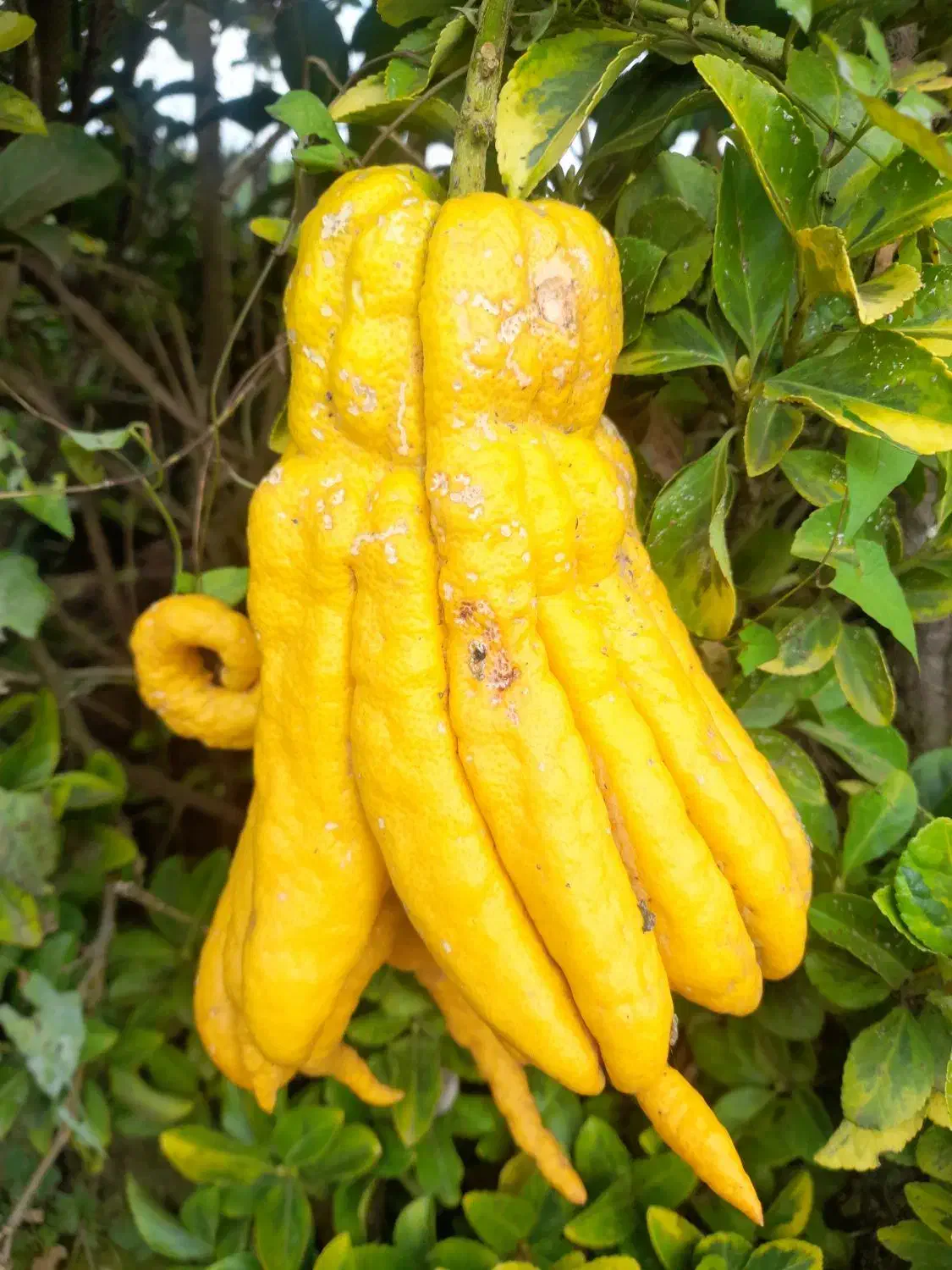 بالنگ یا بادرنگ ونارنج ولیمو شیرین|خوردنی و آشامیدنی|سنگر, |دیوار