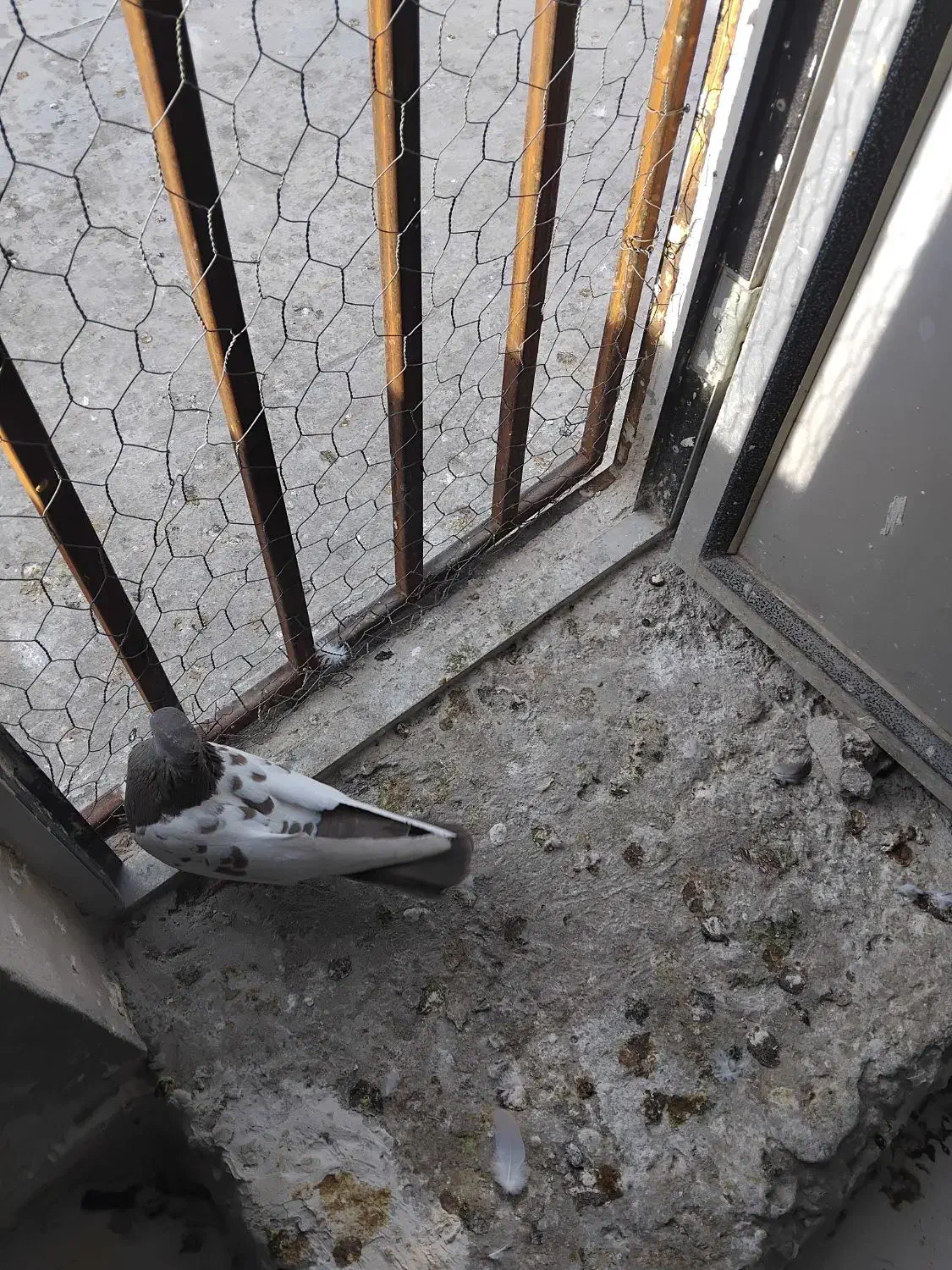 کفتر فروشی|پرنده|شیروان (خراسان), |دیوار