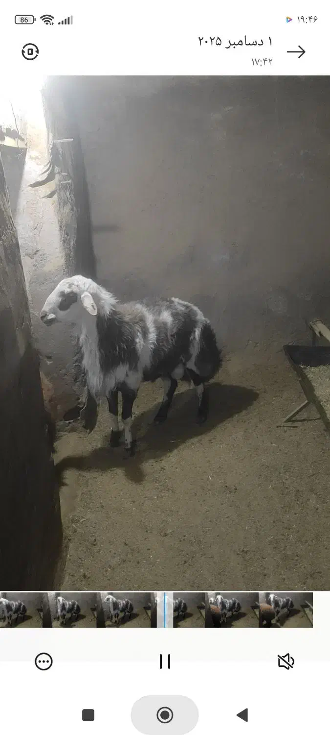 بره قوچ‌پلنگی|حیوانات مزرعه|کوهپایه, |دیوار