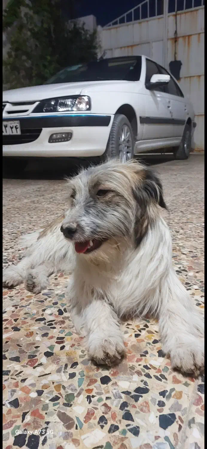 گمشده|حیوانات|بهبهان, |دیوار