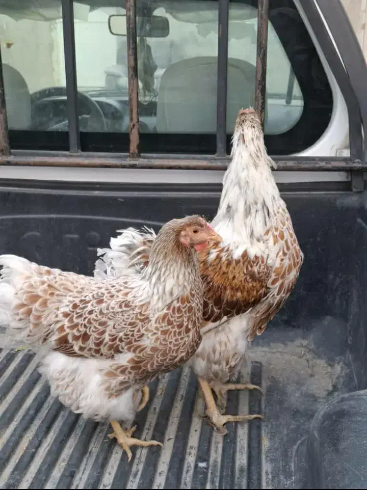 مرغ و خروس ویاندوت اورنج آمریکایی|حیوانات مزرعه|چاه ورز, |دیوار