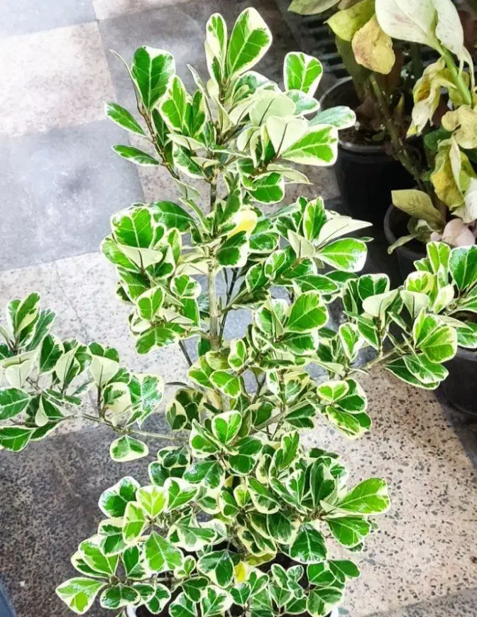 گل فیلندر برگ بزرگ|گل و گیاه طبیعی|بروجرد, |دیوار