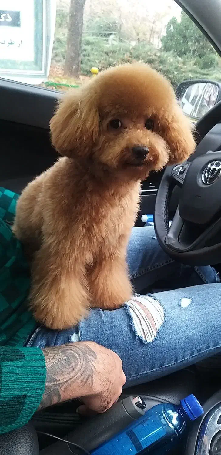 پودل ۲ ماهه|سگ|محمدشهر, محمدشهر|دیوار