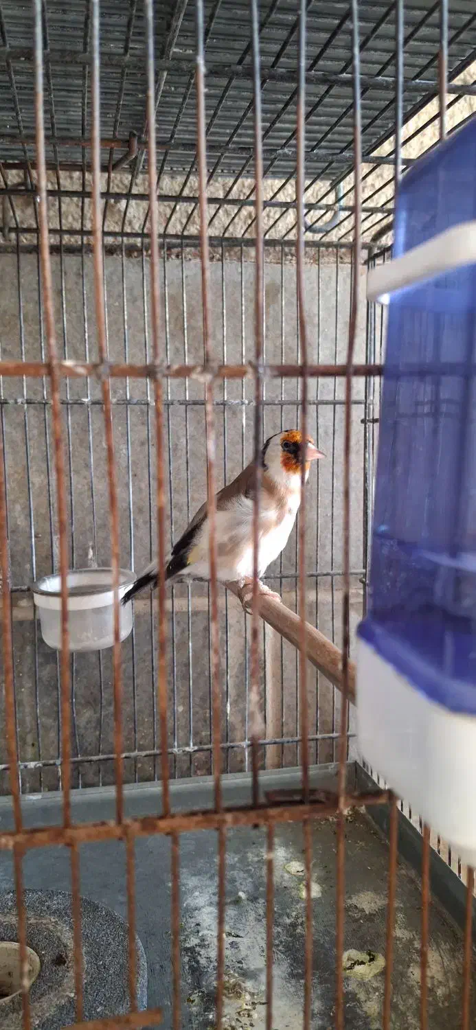 فروش سره نر وماده|پرنده|پاکدشت, پاکدشت (مامازند)|دیوار