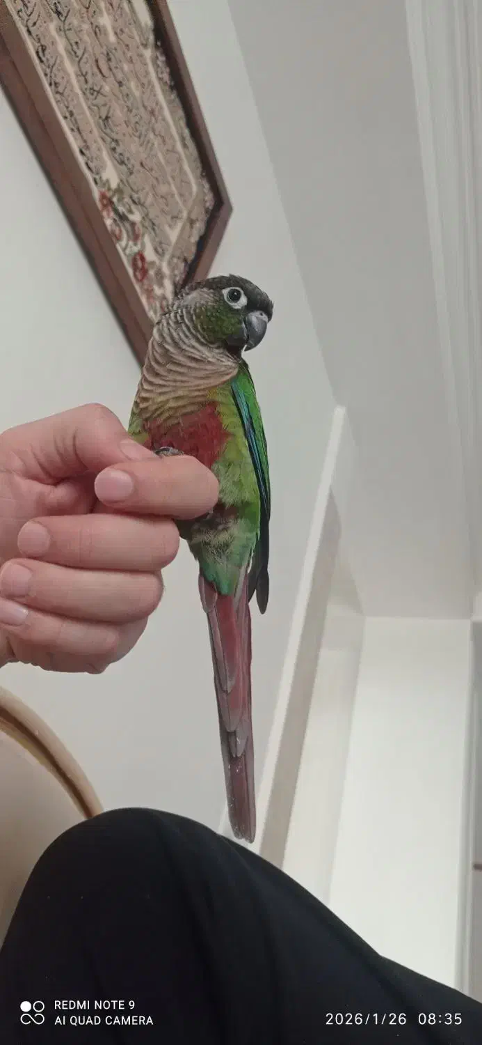 طوطی گریچیک رام|پرنده|ساری, |دیوار