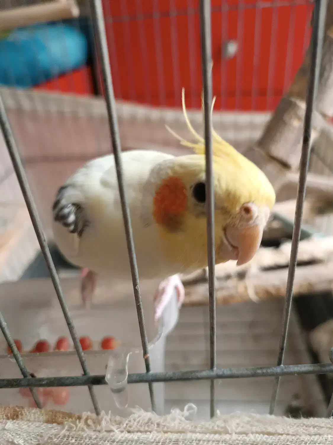 عروس هلندی خاص و کمیاب|پرنده|قائمشهر, |دیوار