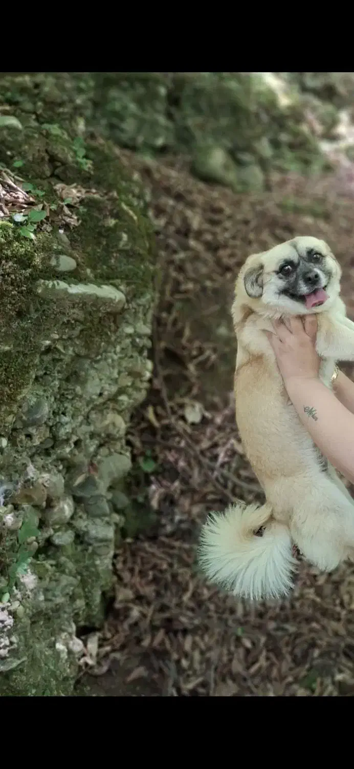 سگی باهوش و مهربون|سگ|صباشهر, |دیوار