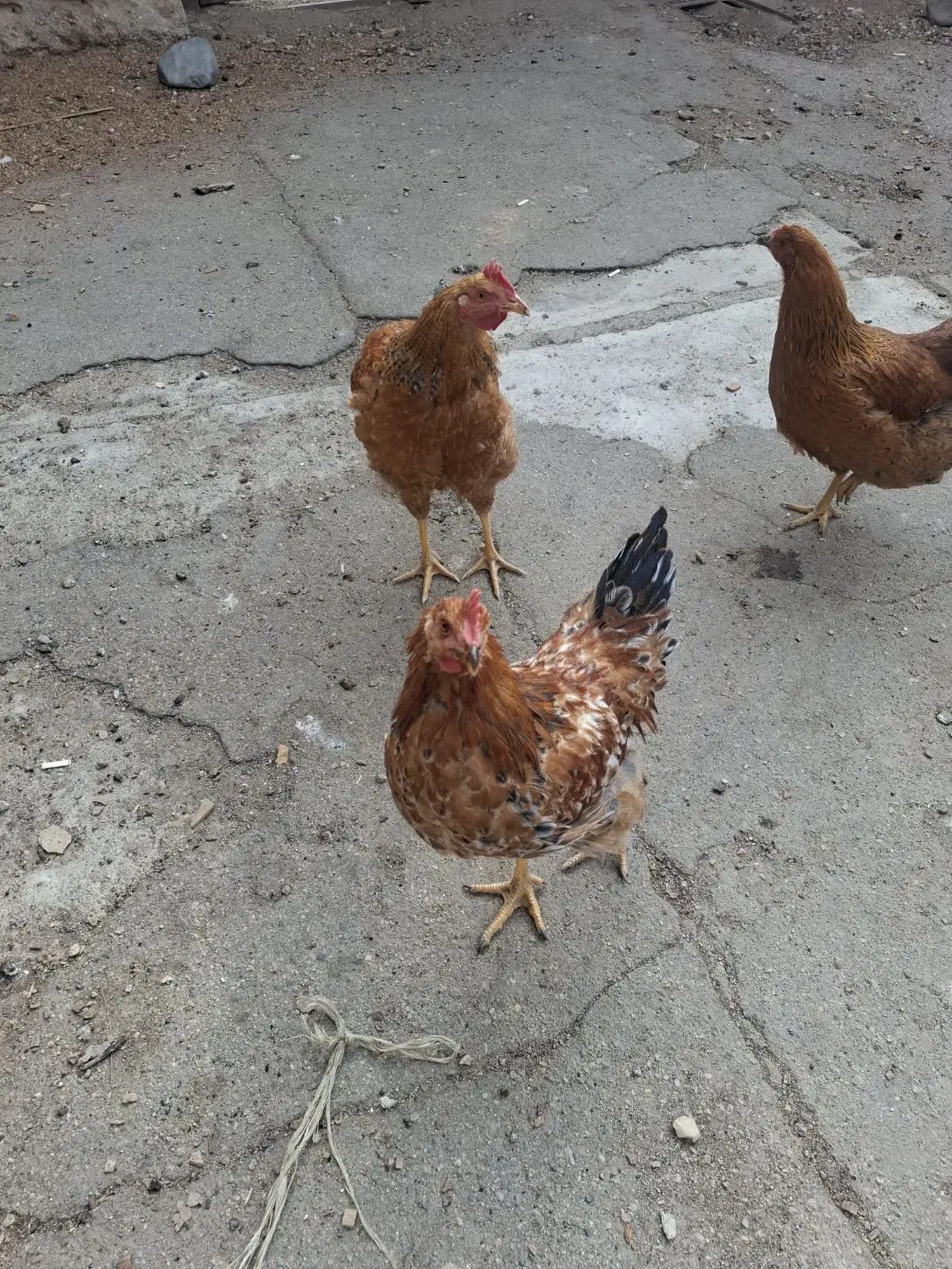 دوخروس وسه مرغ قیمت توافقی|حیوانات مزرعه|تویسرکان, |دیوار