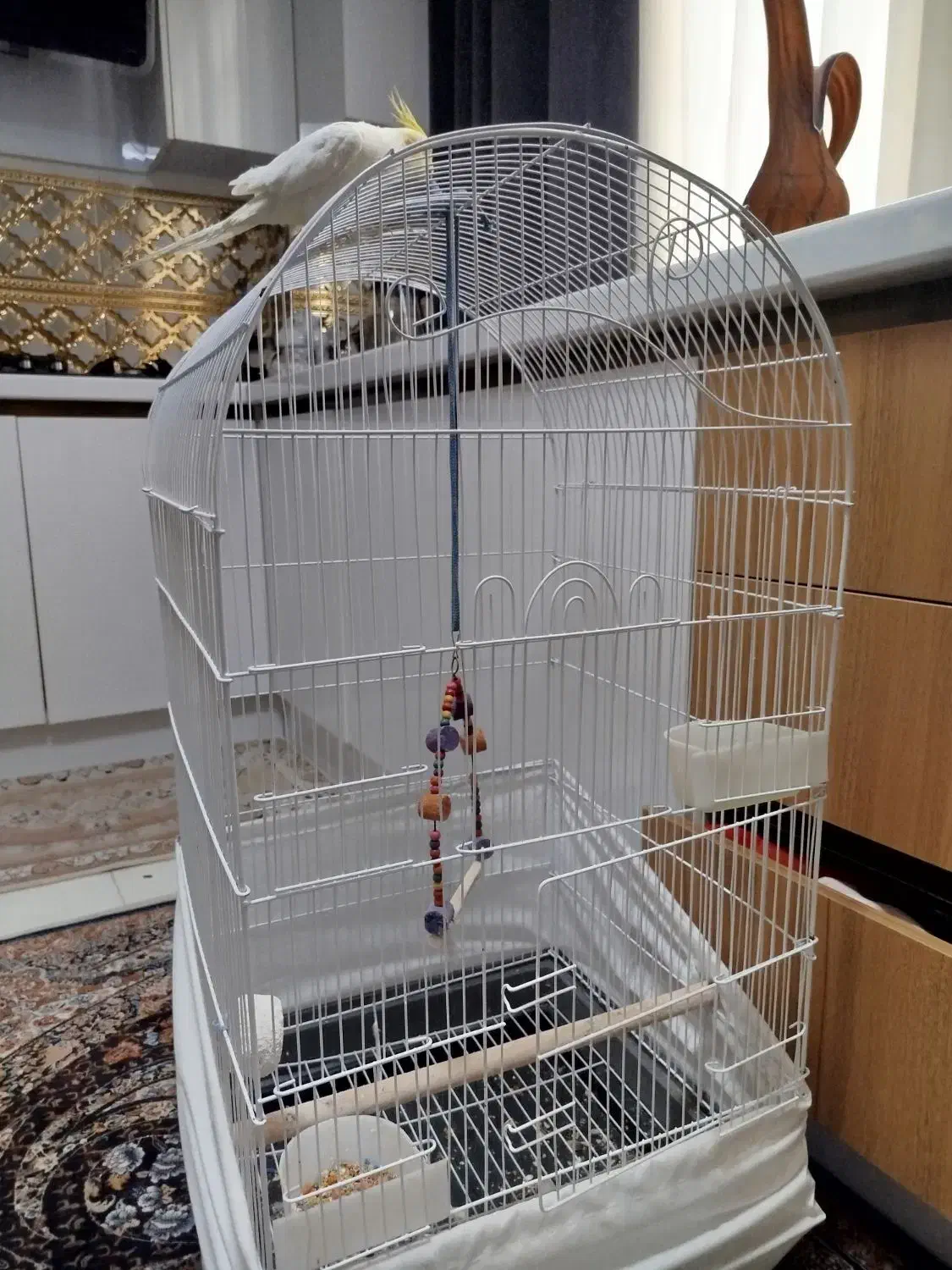 عروس هلندی نر سخنگو دستی همراه قفس|پرنده|تهران, مقدم|دیوار