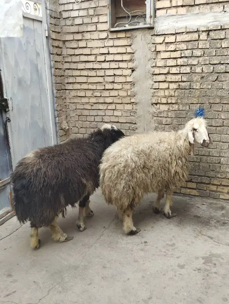 گوسفند‌و‌بره‌کوت‌عبدالله|حیوانات مزرعه|اهواز, اهواز|دیوار