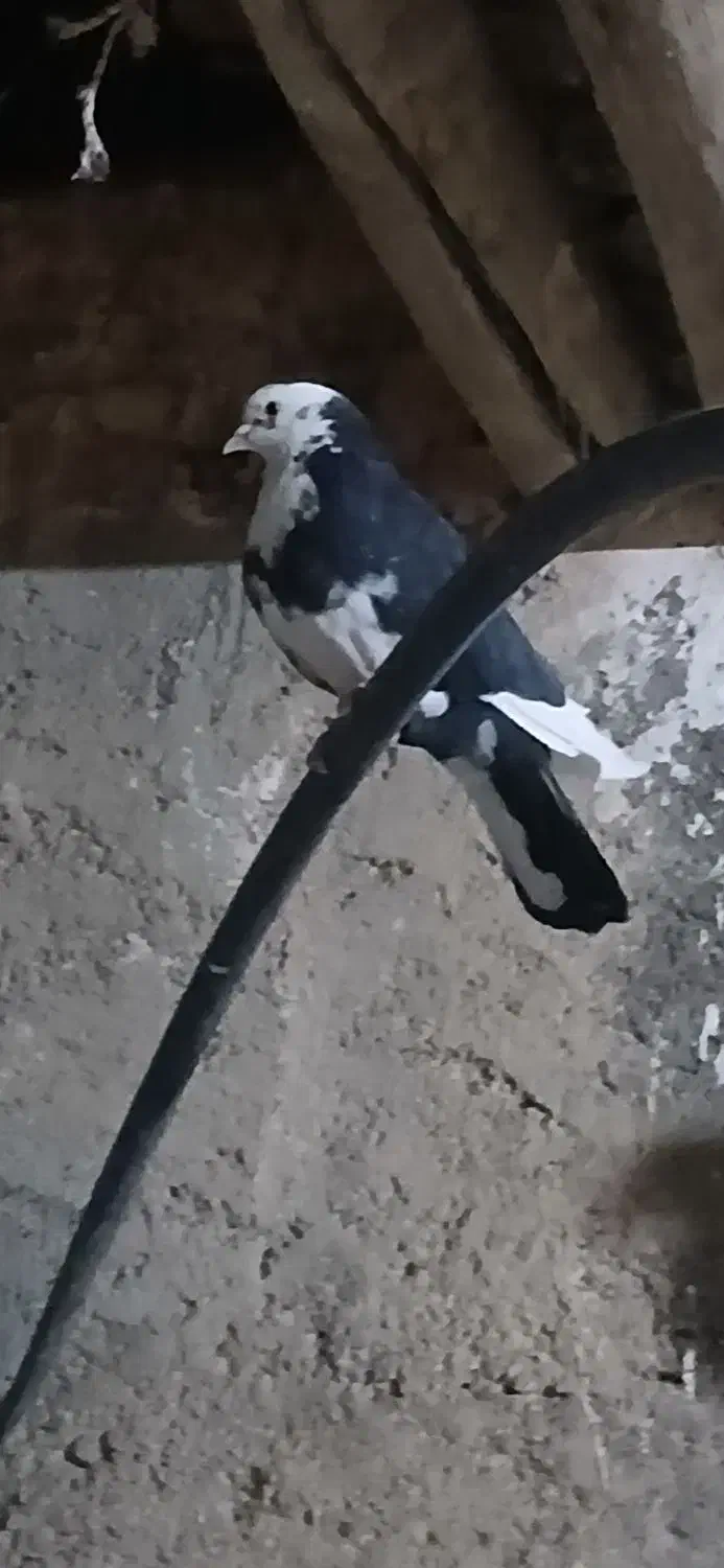 .‌..|پرنده|مبارکه, |دیوار