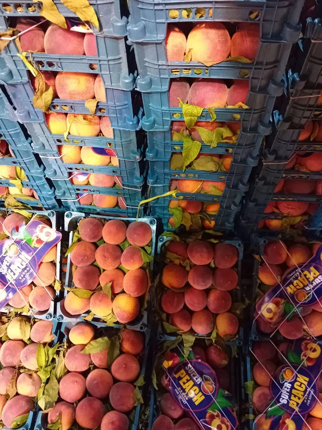 خدمات میوه و تره بار برای مراسمات|خدمات پذیرایی، مراسم|اهواز, کیانشهر|دیوار