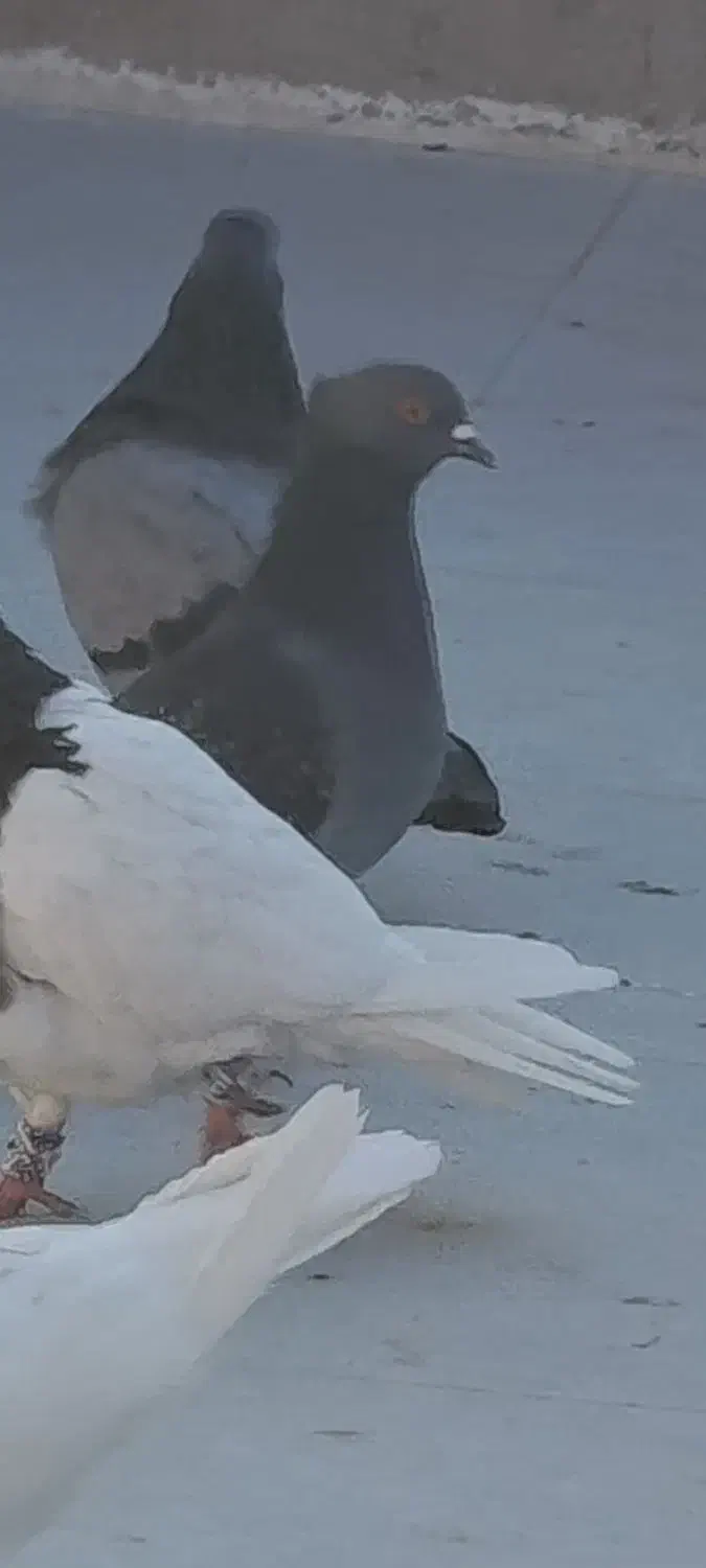 کفتر سبز ماده گمشده|حیوانات|قم, زند آباد|دیوار