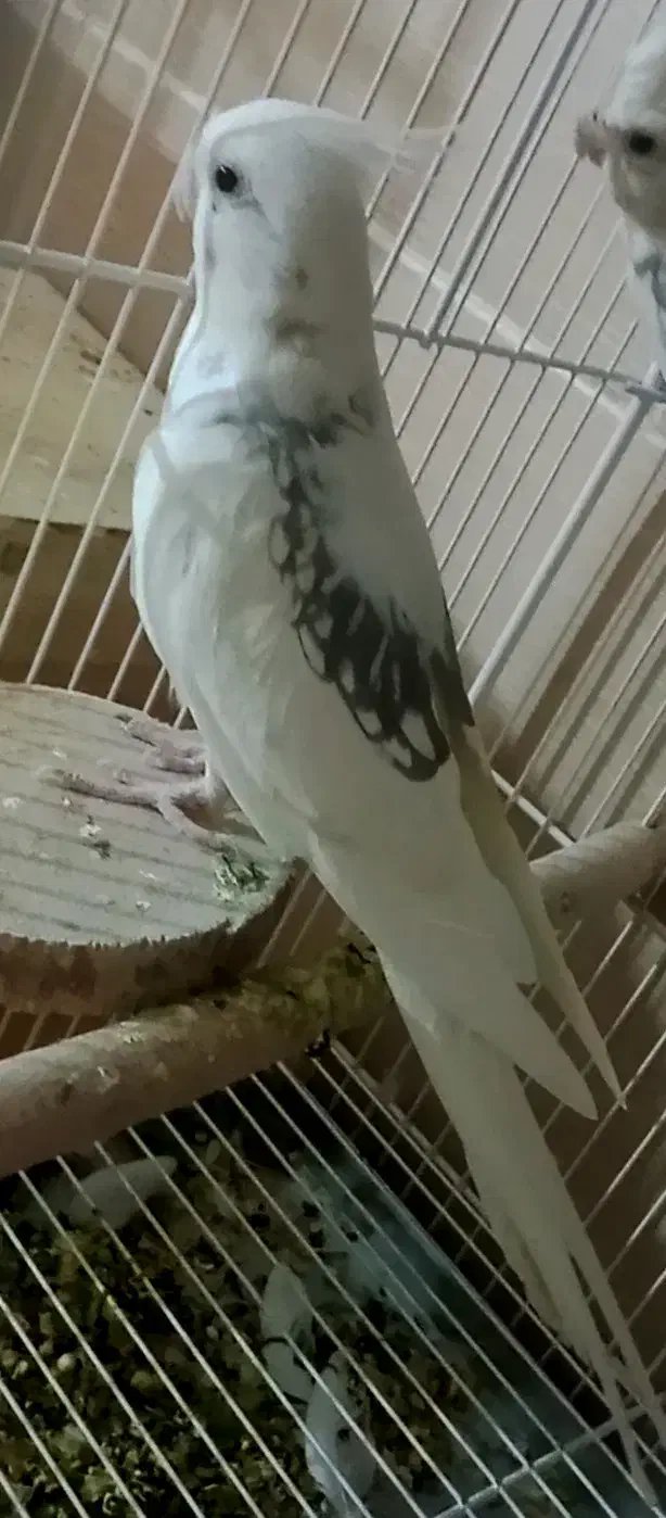 چندجفت عروس هلندی آلبینودوکت پروانه ای مولدبشرط|پرنده|شیراز, گویم|دیوار