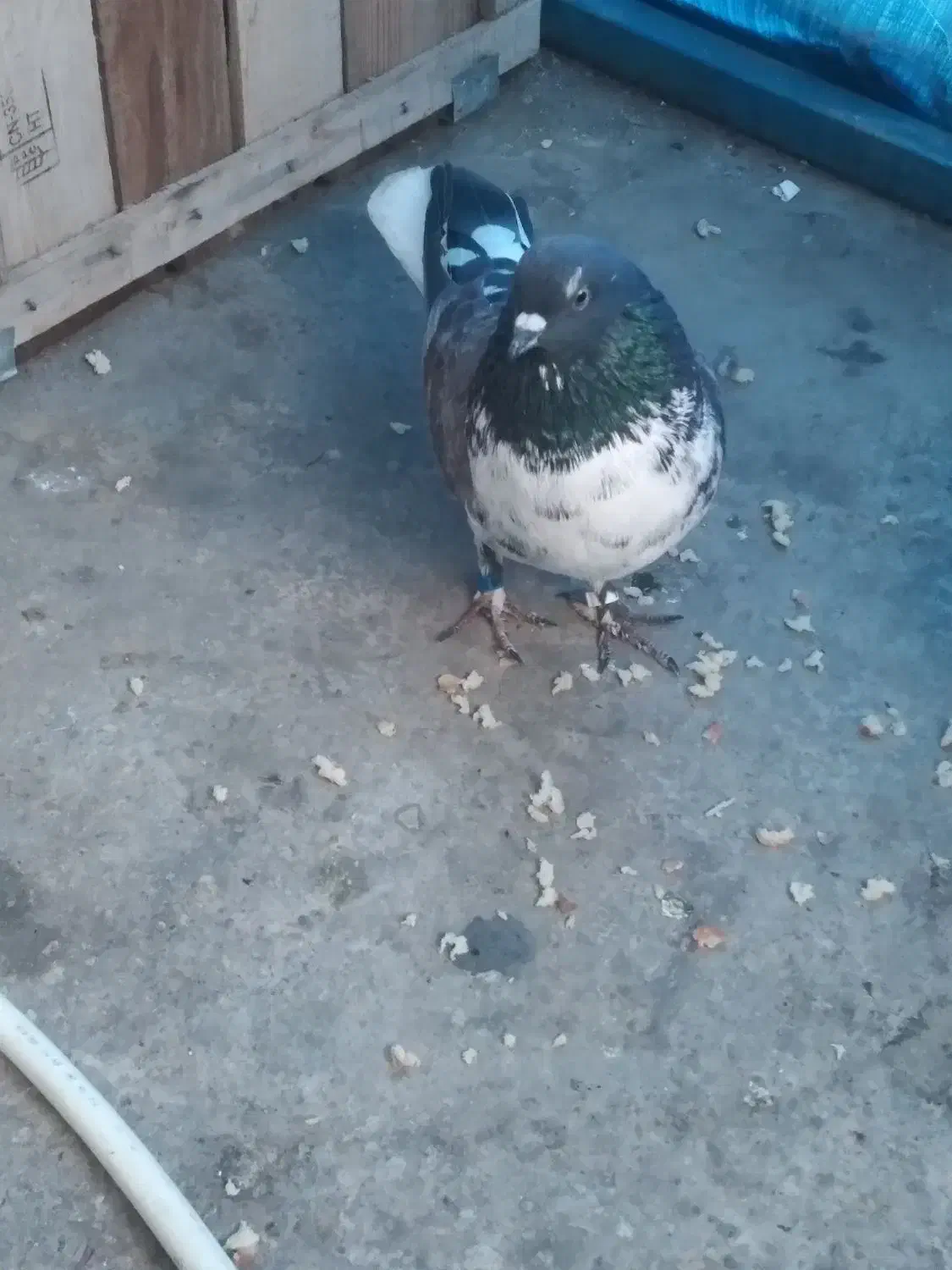 کبوتر|پرنده|گرگان, |دیوار