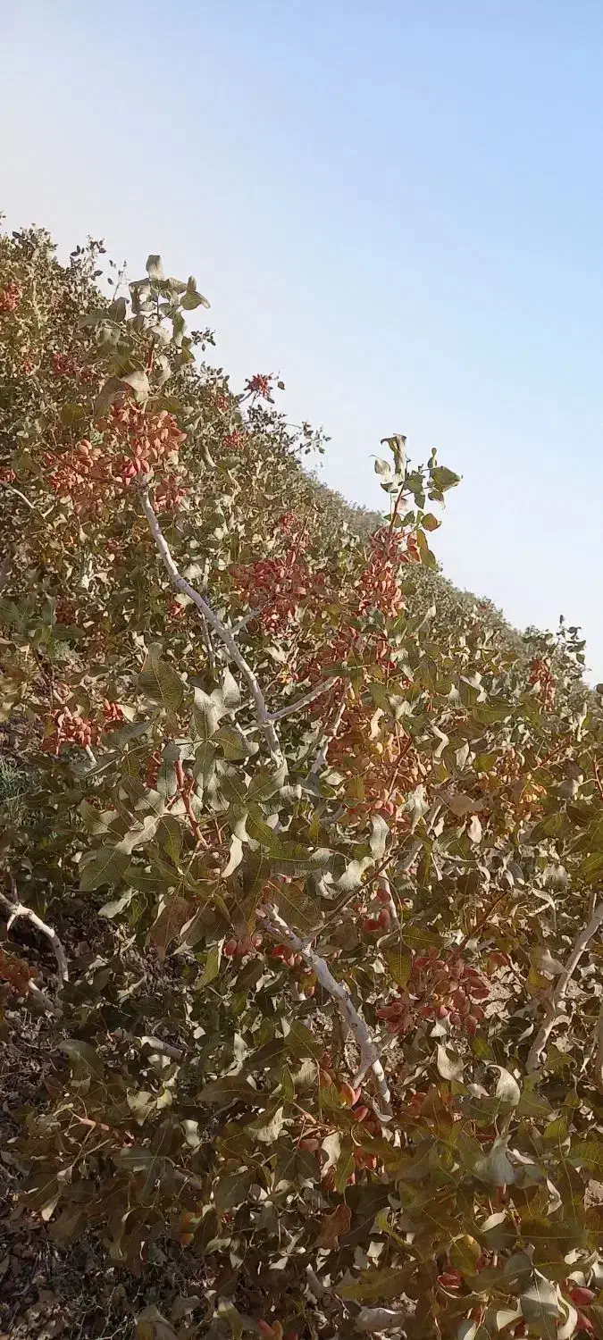 پسته  اکبری و احمدآقا یی کف قیمت بازار امسالی|خوردنی و آشامیدنی|شاهین‌شهر, شهرک گلدیس|دیوار