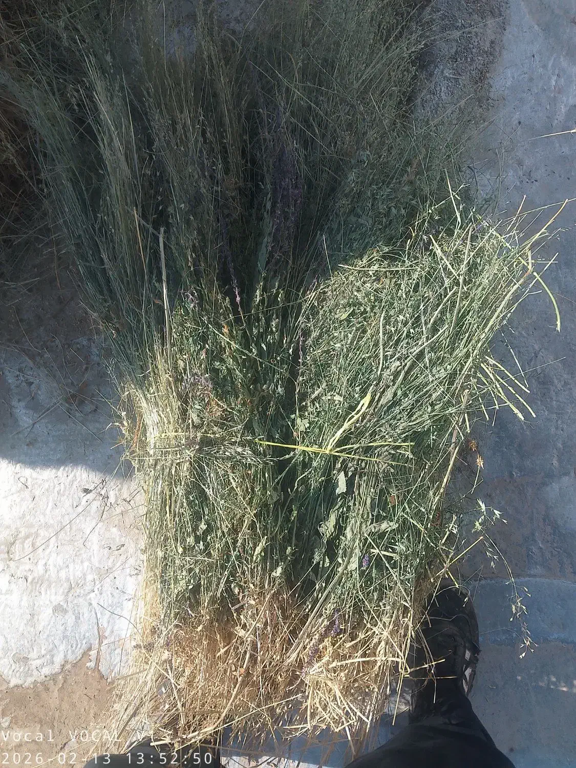 یونجه|لوازم جانبی حیوانات|قیدار, |دیوار