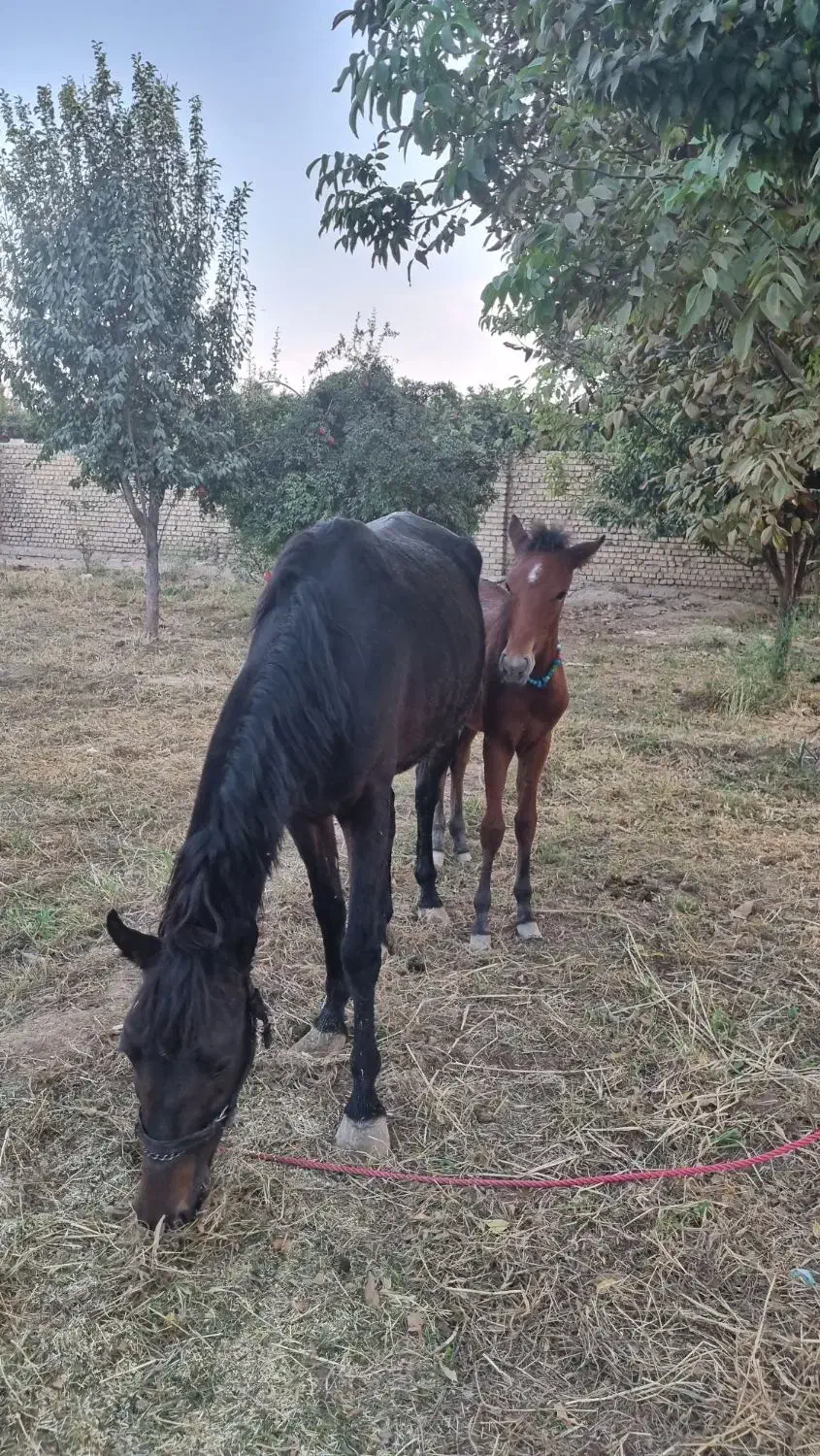 اسب|اسب و تجهیزات اسبسواری|ورامین, ورامین|دیوار